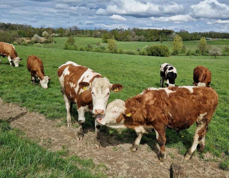 cows in field